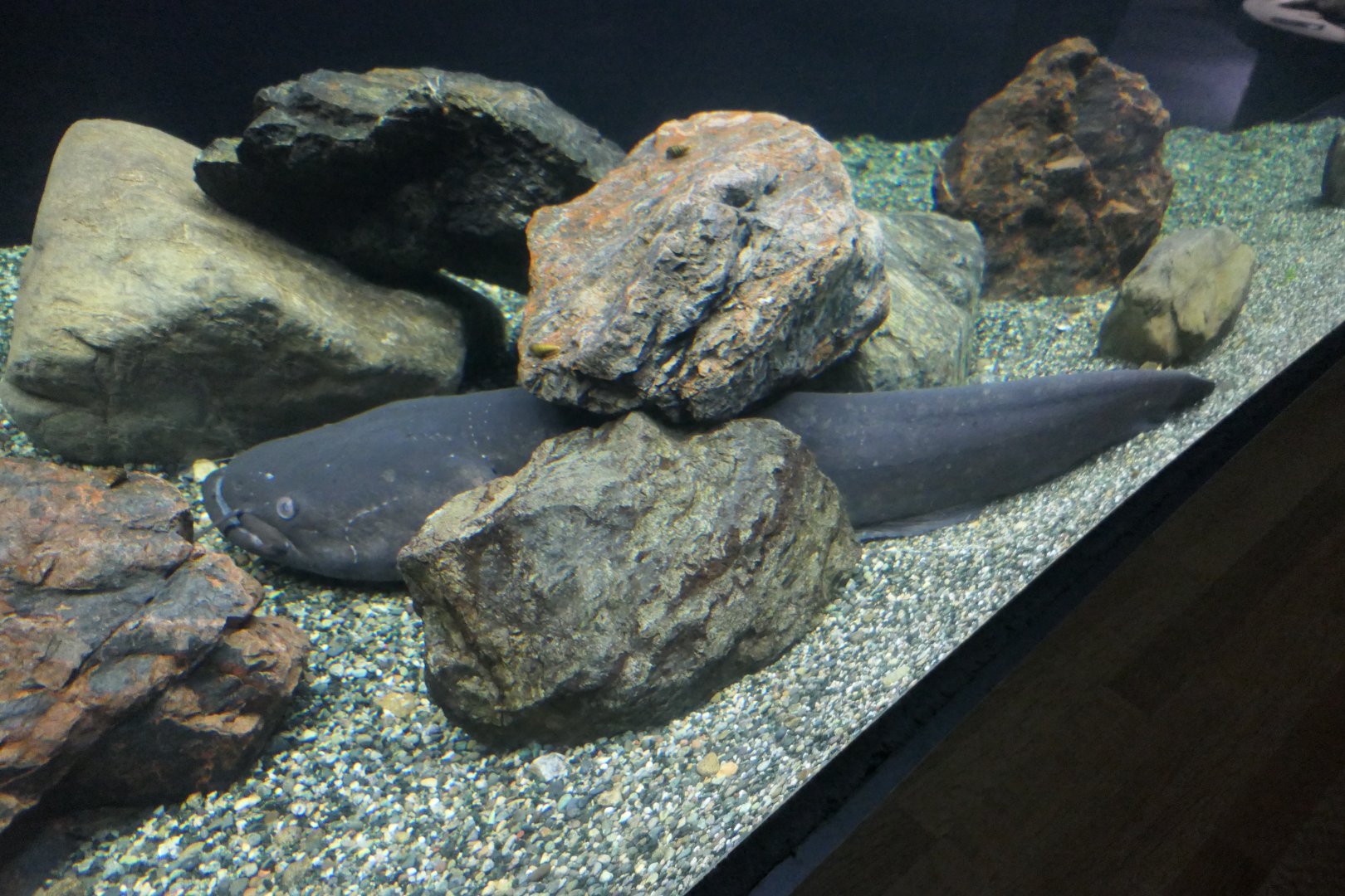 Giant Lake Biwa Catfish (Silurus biwaensis) - Lake Biwa Museum