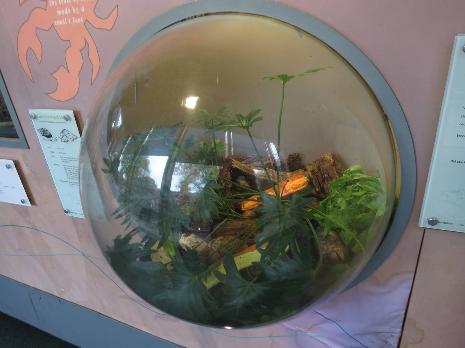 giant land snail enclosure in BUGS
