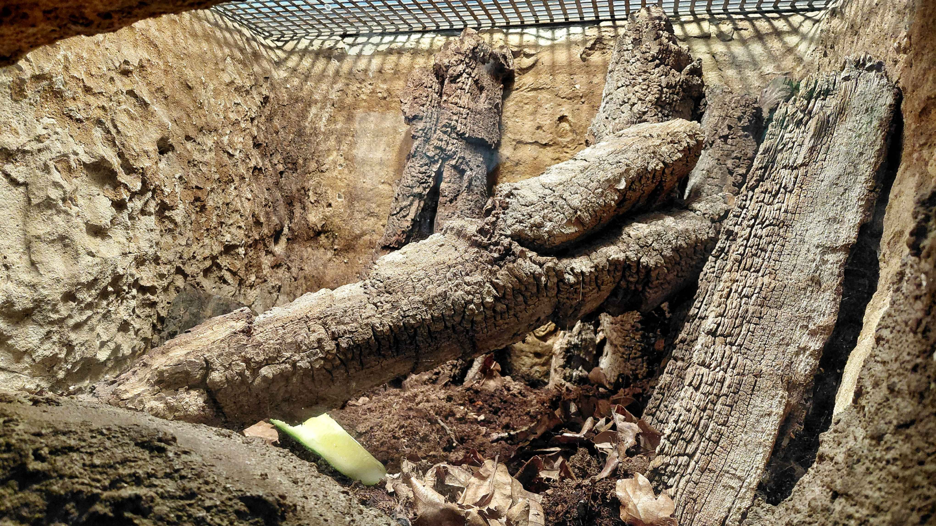 Giant land snail exhibit