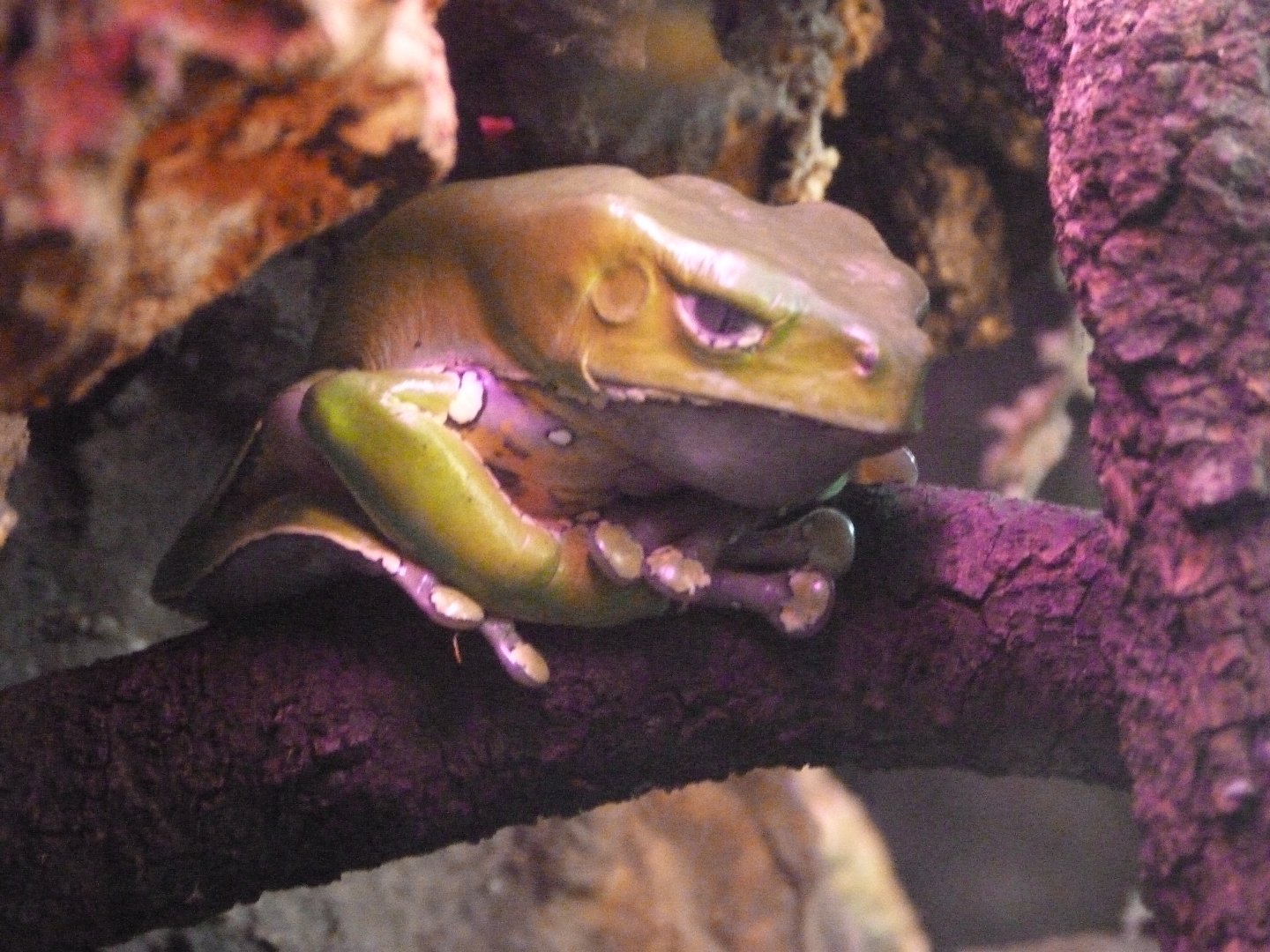 Giant leaf frog -Faunia (2025)