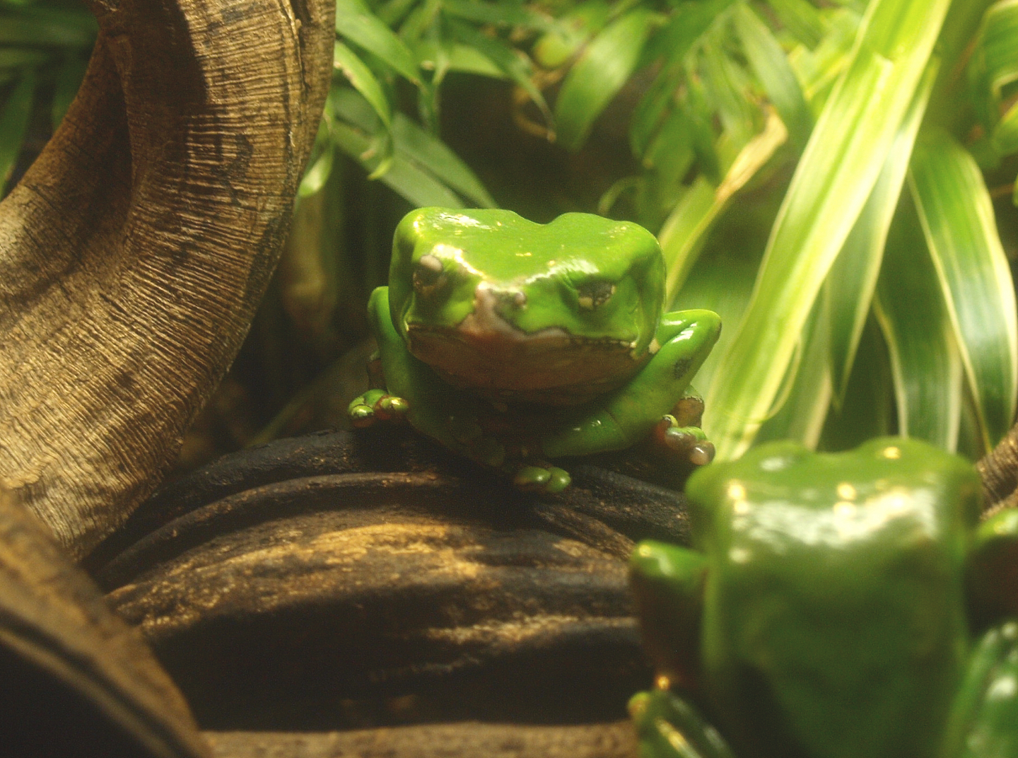 Giant leaf frog or Giant waxy monkey frog (Phyllomedusa bicolor), 2017-02-06
