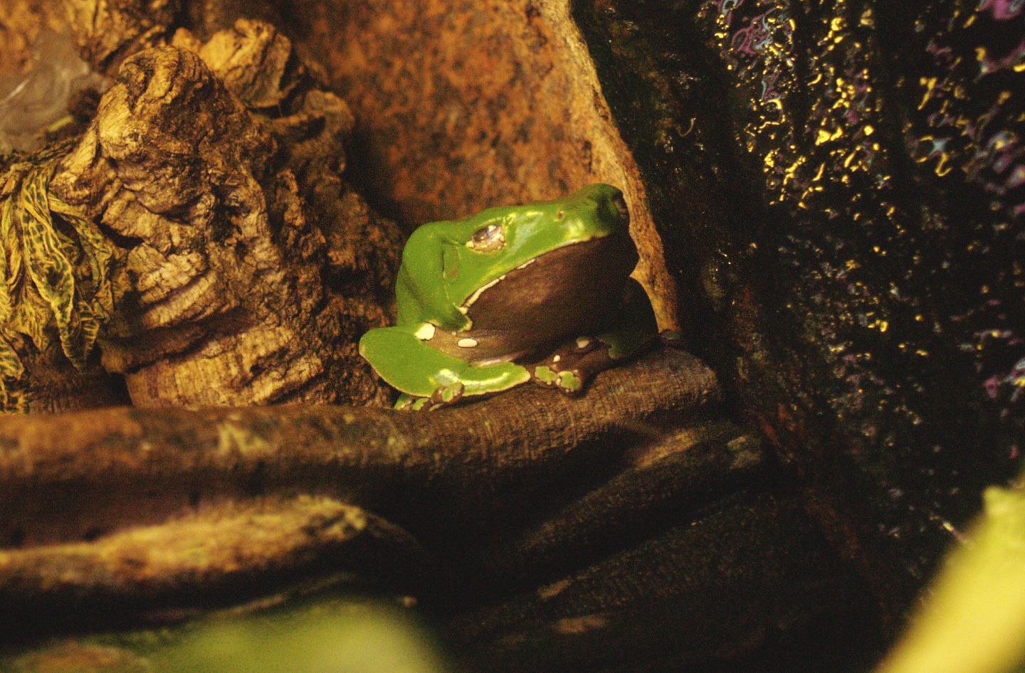Giant leaf frog (Phyllomedusa bicolor), 2009-04-14