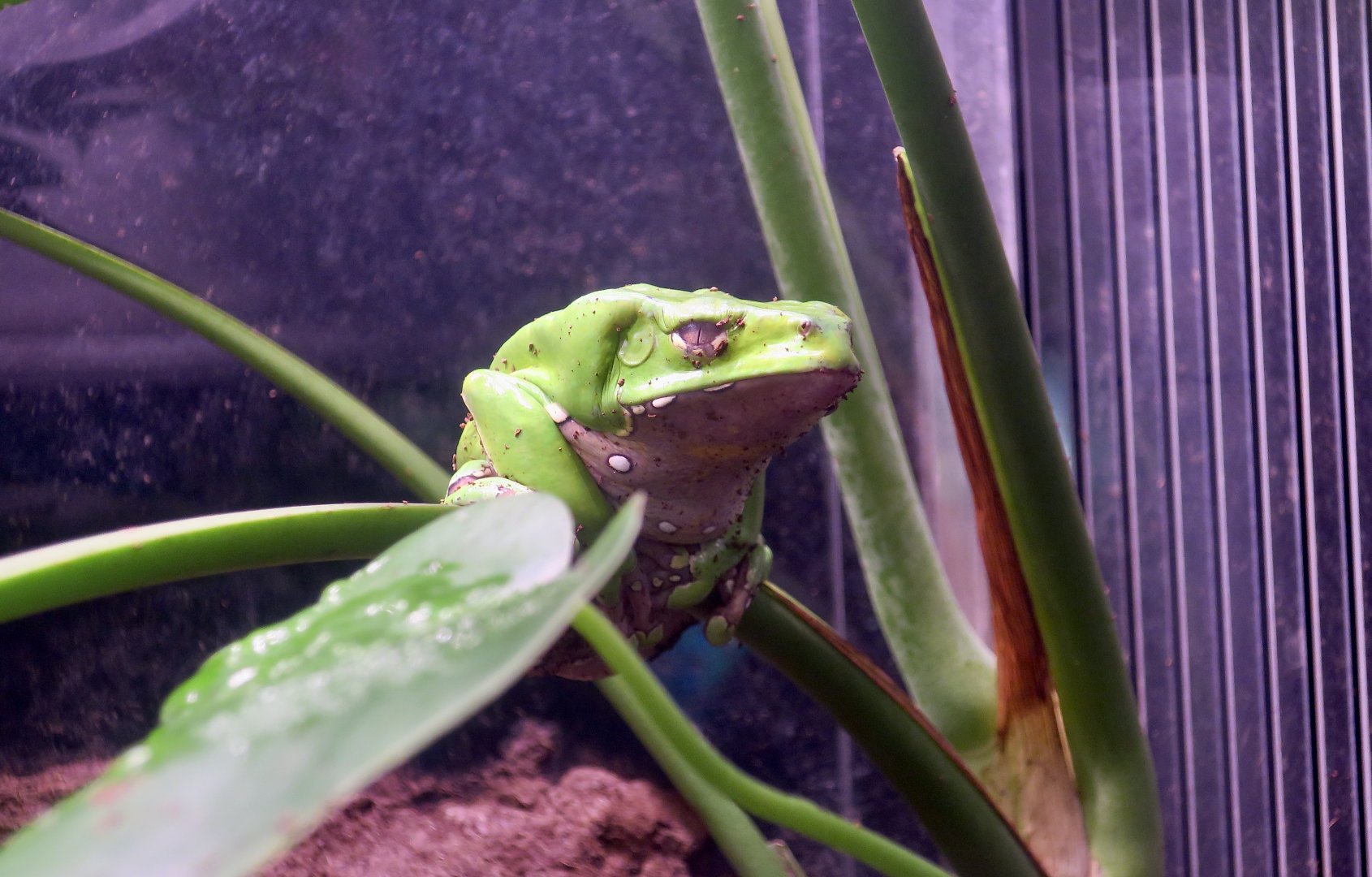 Giant Leaf Frog (Phyllomedusa bicolor) - Xpark
