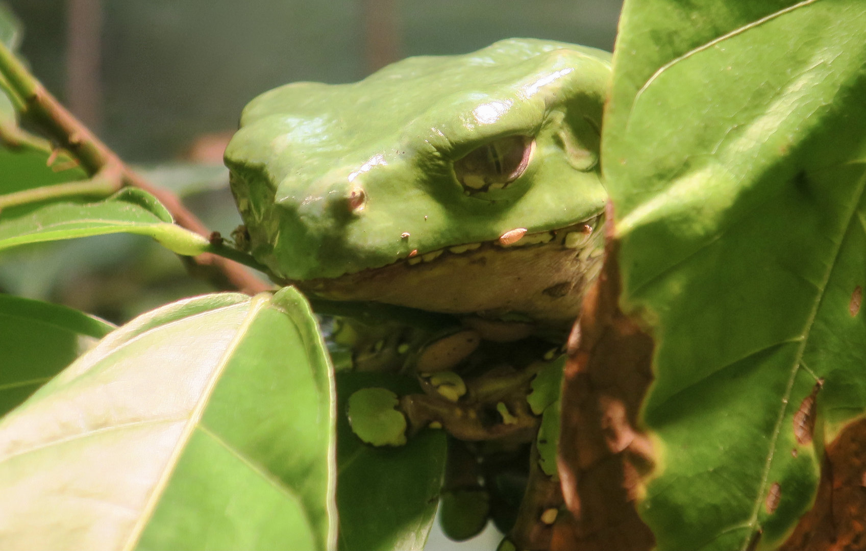Giant Leaf Frog (Phyllomedusa bicolor)
