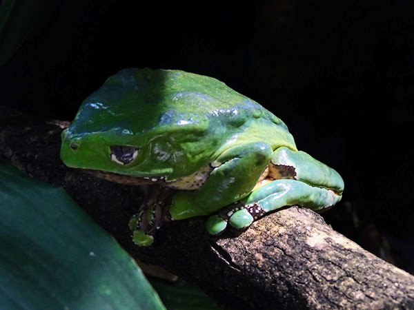 Giant leaf frog (Phyllomedusa bicolor)