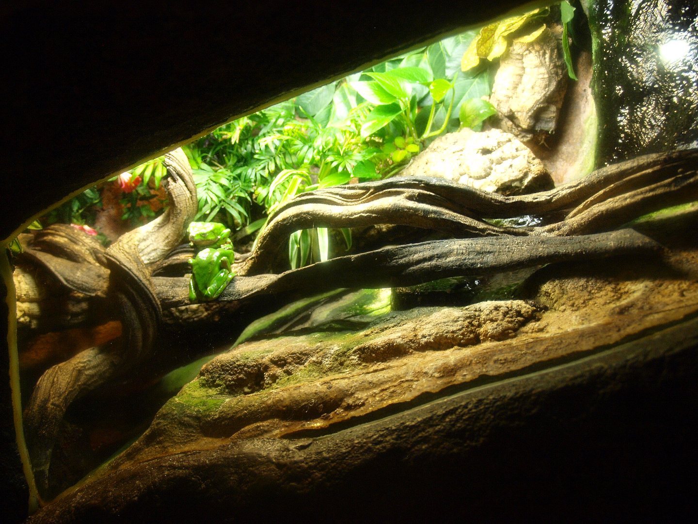 Giant leaf frog terrarium, 2017-02-06