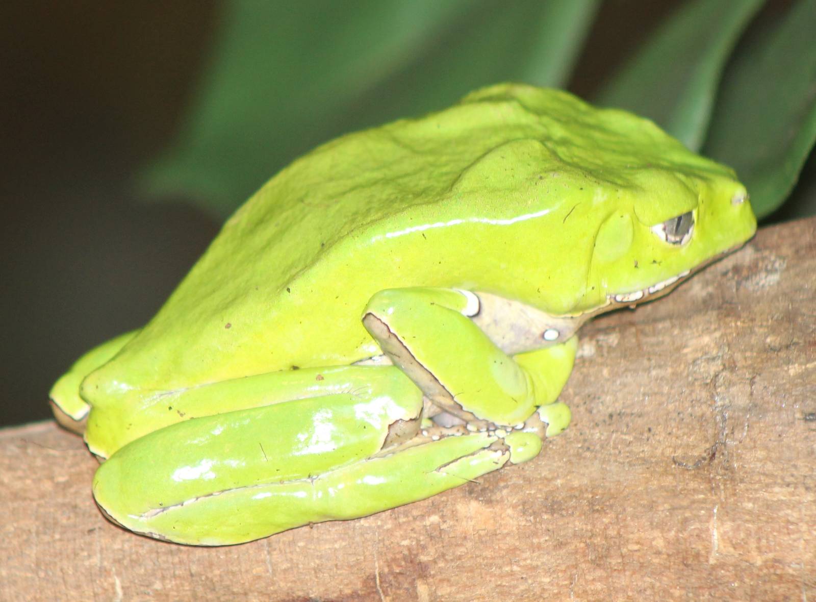 giant leaf frog