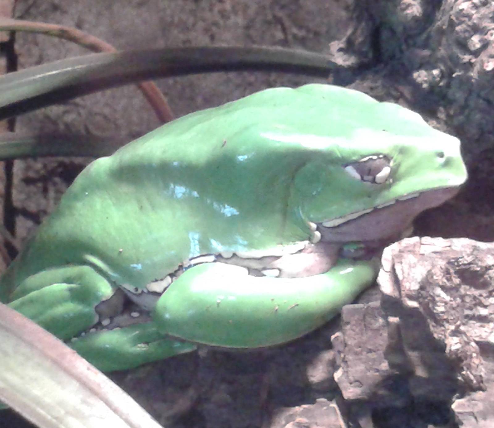 giant leaf frog