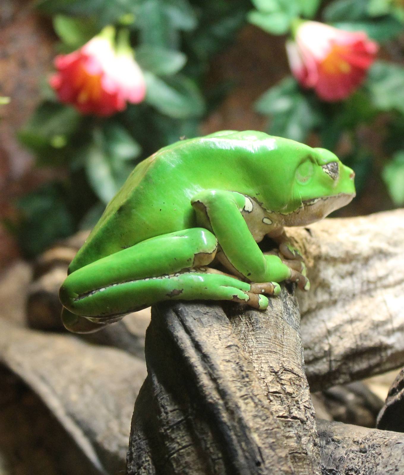 Giant leaf frog