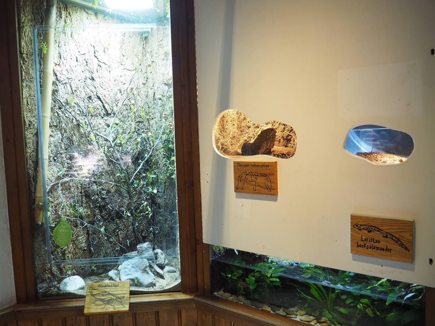 Giant leaf insect and Mexican red-knee tarantula terrariums, Kaiser's spotted newt aquarium and part of Leafcutter ant exhibit, 2023-09-24