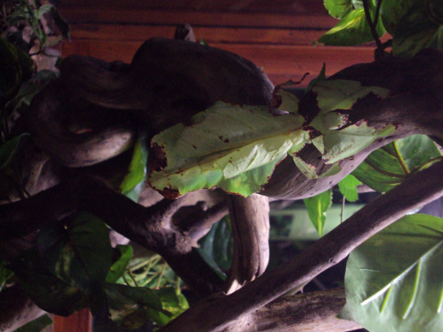 Giant Leaf Insect (Phyllium giganteum) 03/01/2020