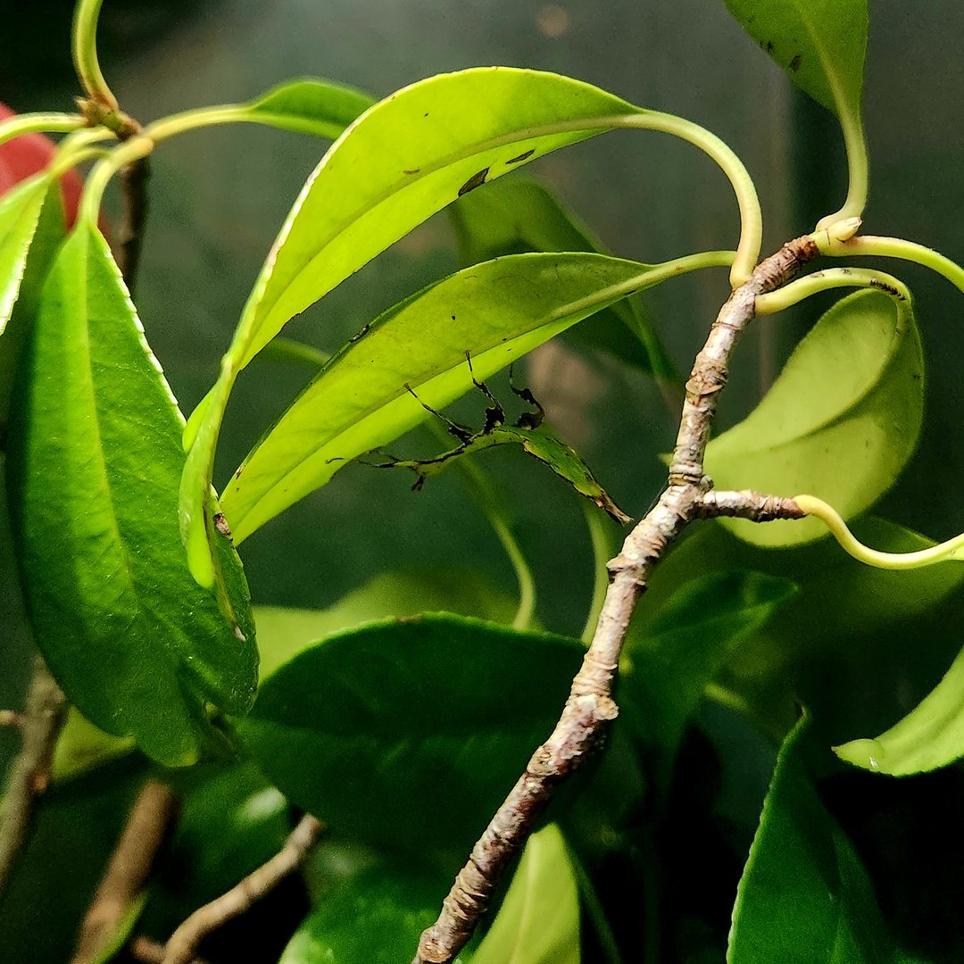 Giant Leaf Insect (Pulchriphyllium giganteum)