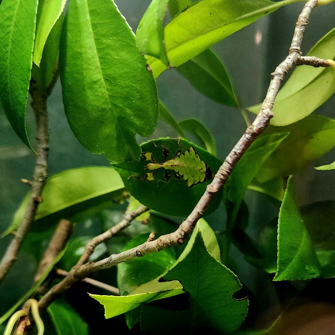 Giant Leaf Insect (Pulchriphyllium giganteum)