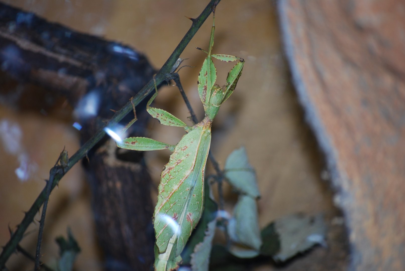 Giant Leaf Insect