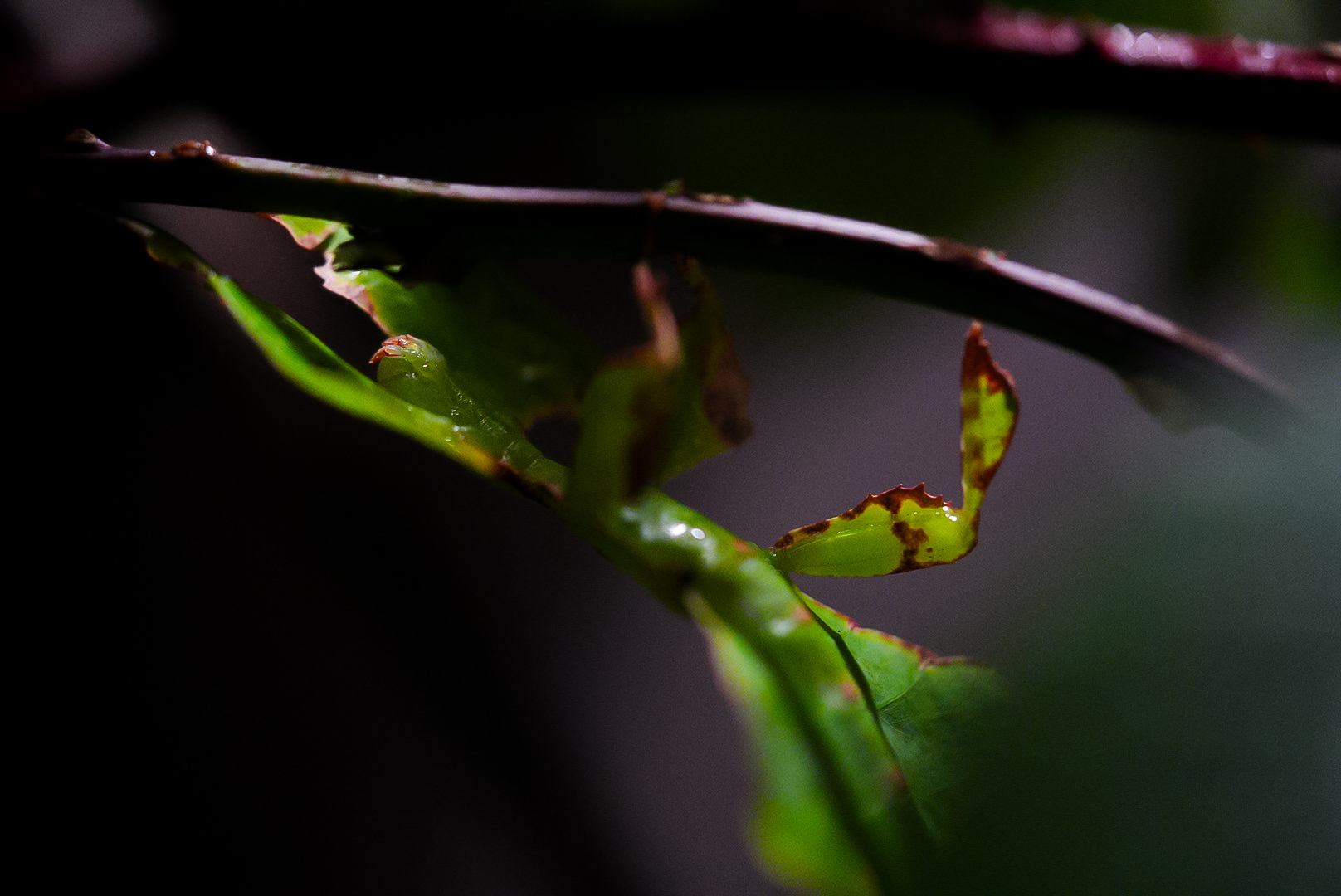 Giant Leaf Insect