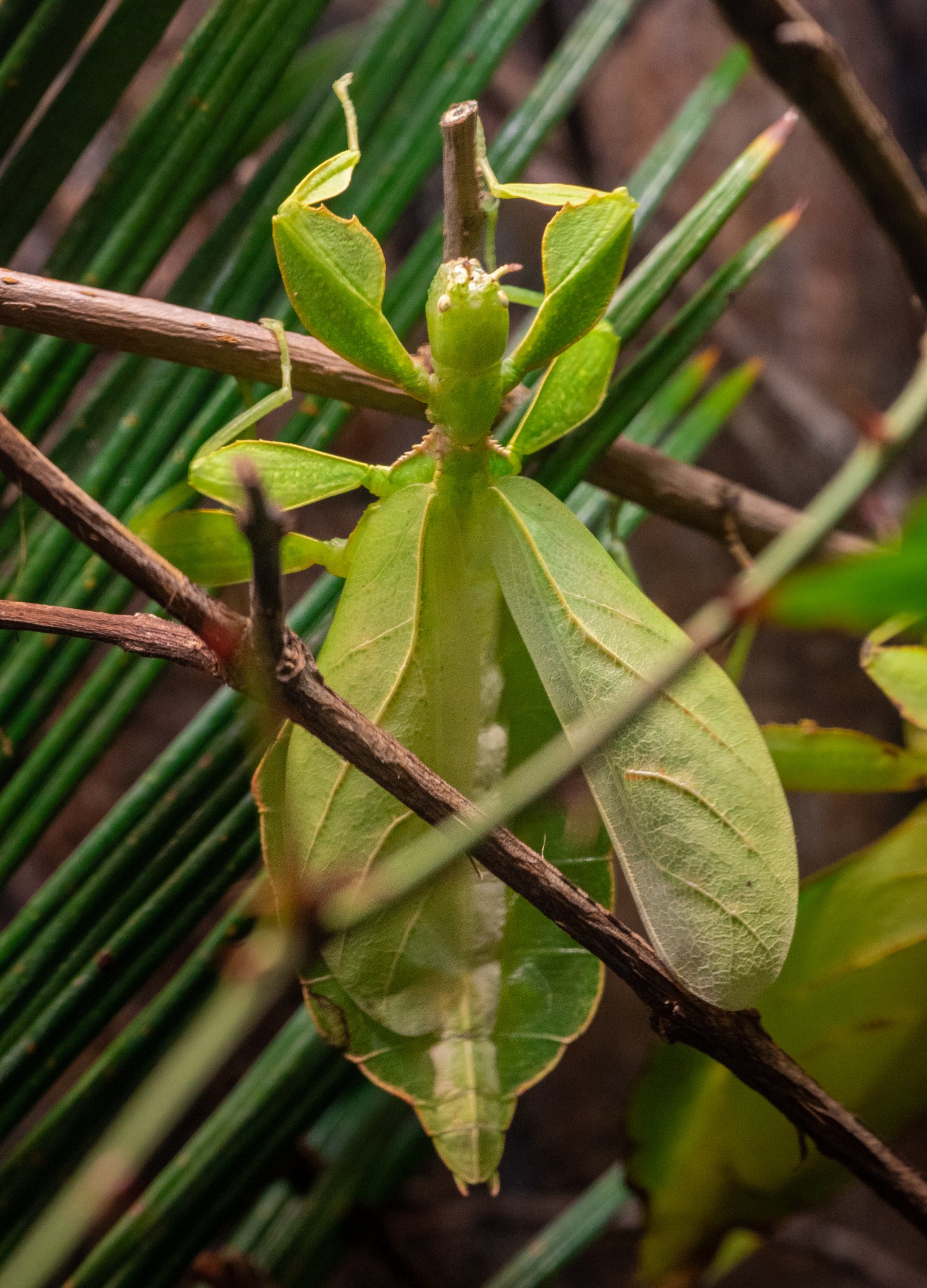 Giant Leaf Insect