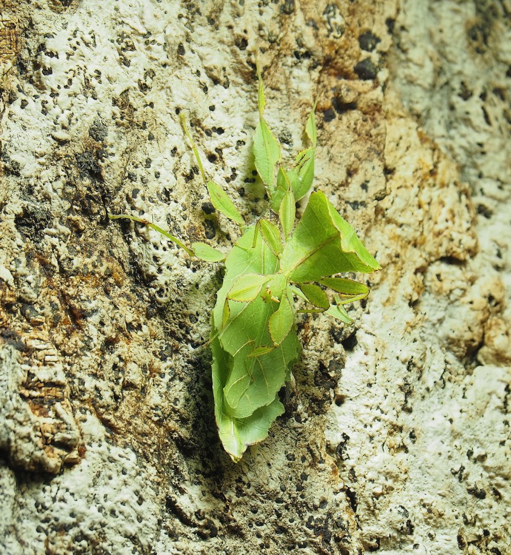 Giant leaf insects (Pulchriphyllium giganteum), 2023-09-24