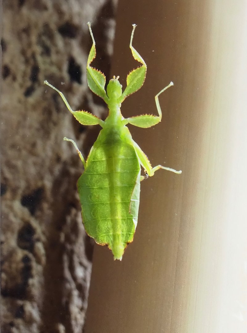 Giant leaf insects (Pulchriphyllium giganteum), 2023-09-24