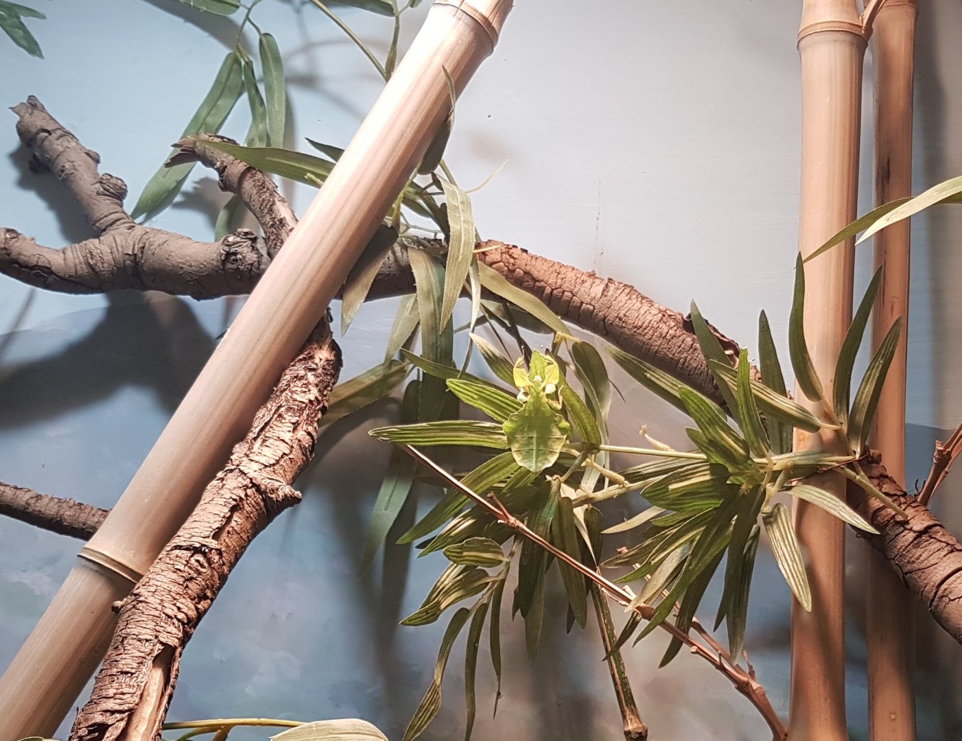 Giant leaf - Phyllium giganteum