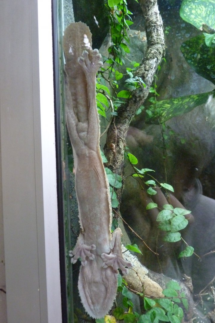 Giant leaf-tailed gecko, April 2017