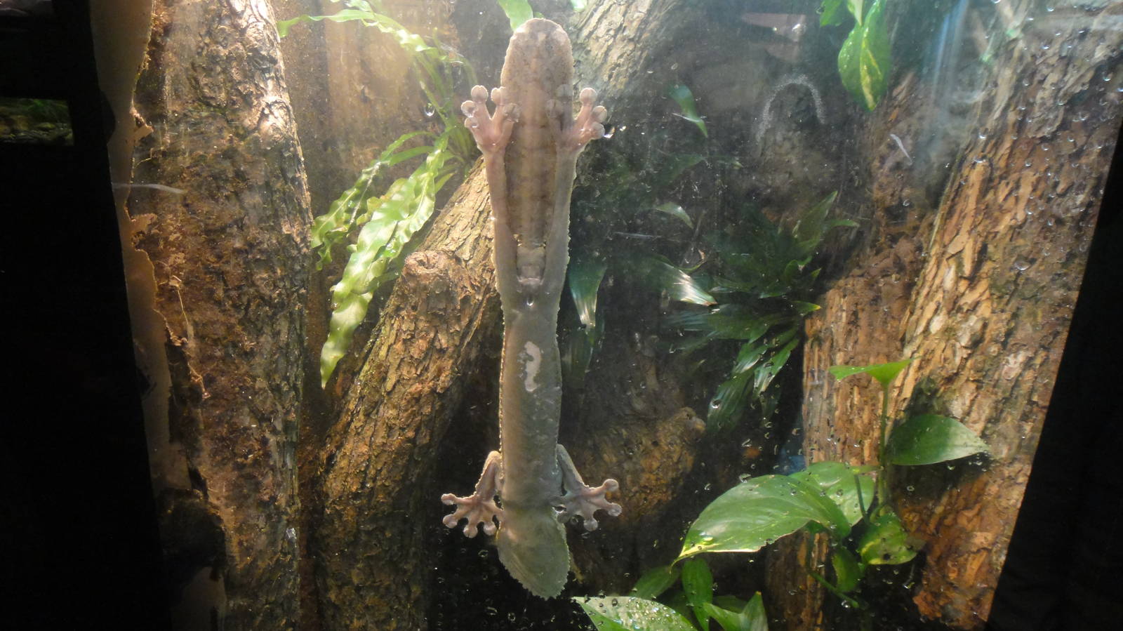 Giant Leaf-Tailed Gecko at Dallas zoo 2015-03-12