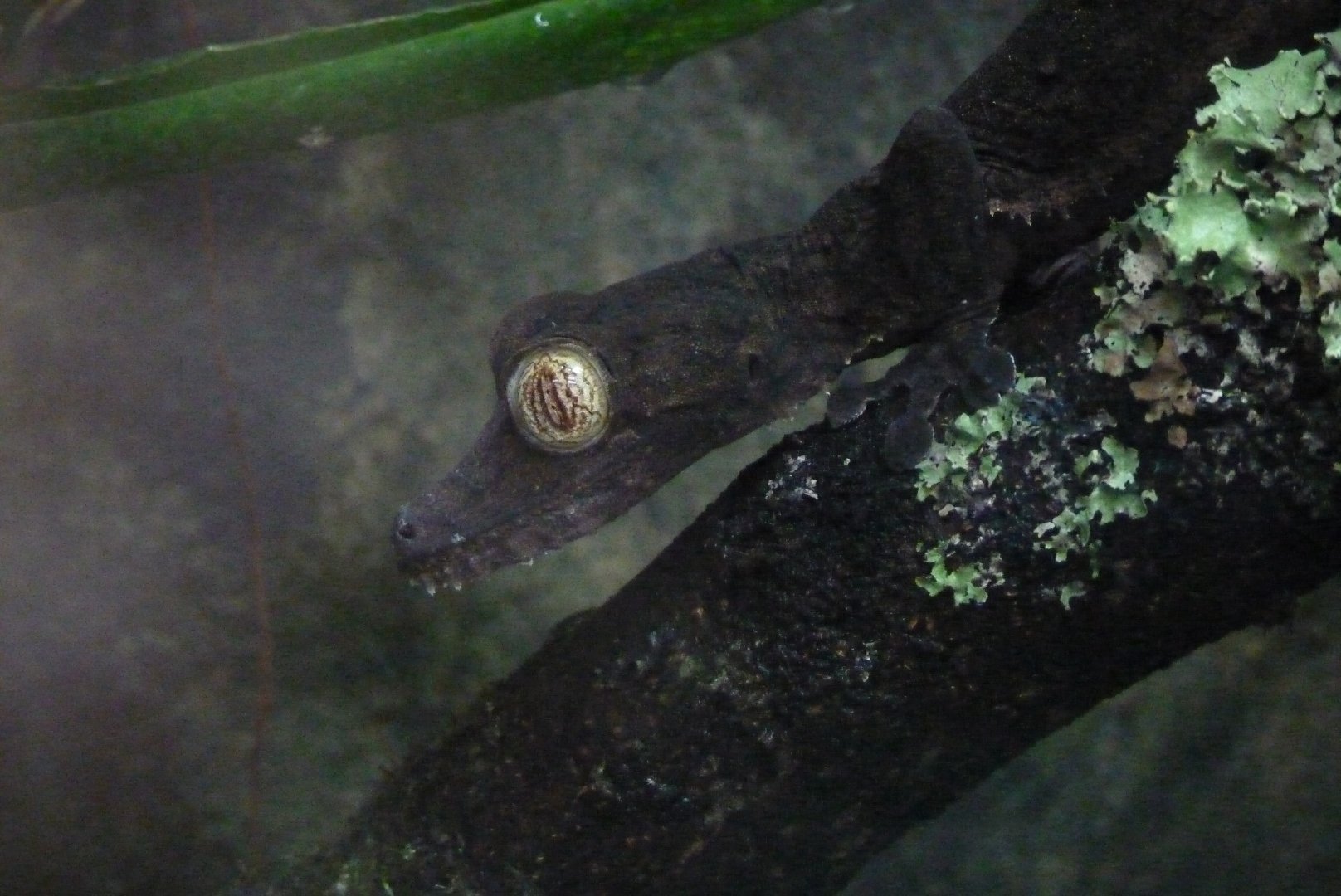 Giant leaf-tailed gecko, June 2017
