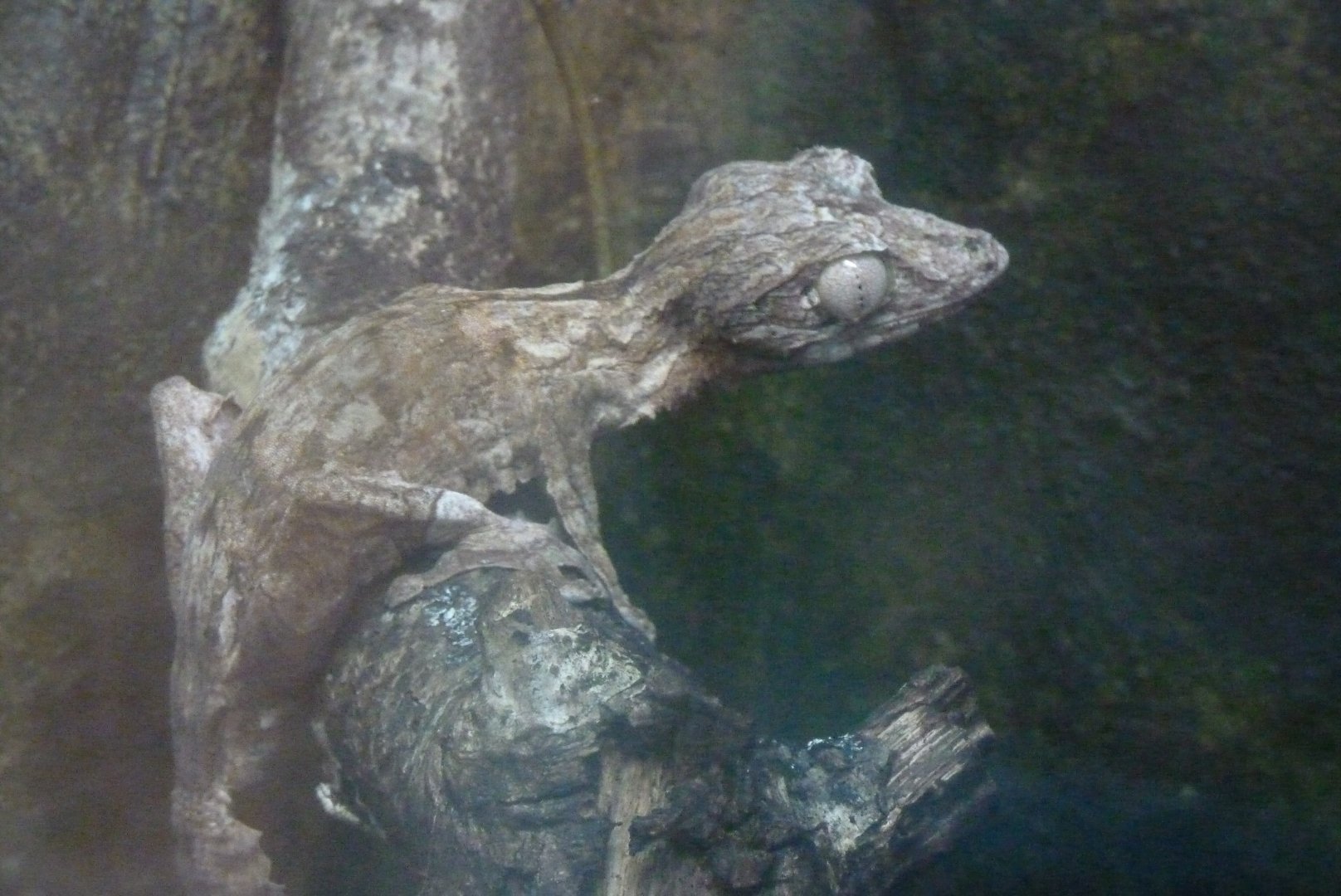 Giant leaf-tailed gecko, June 2017