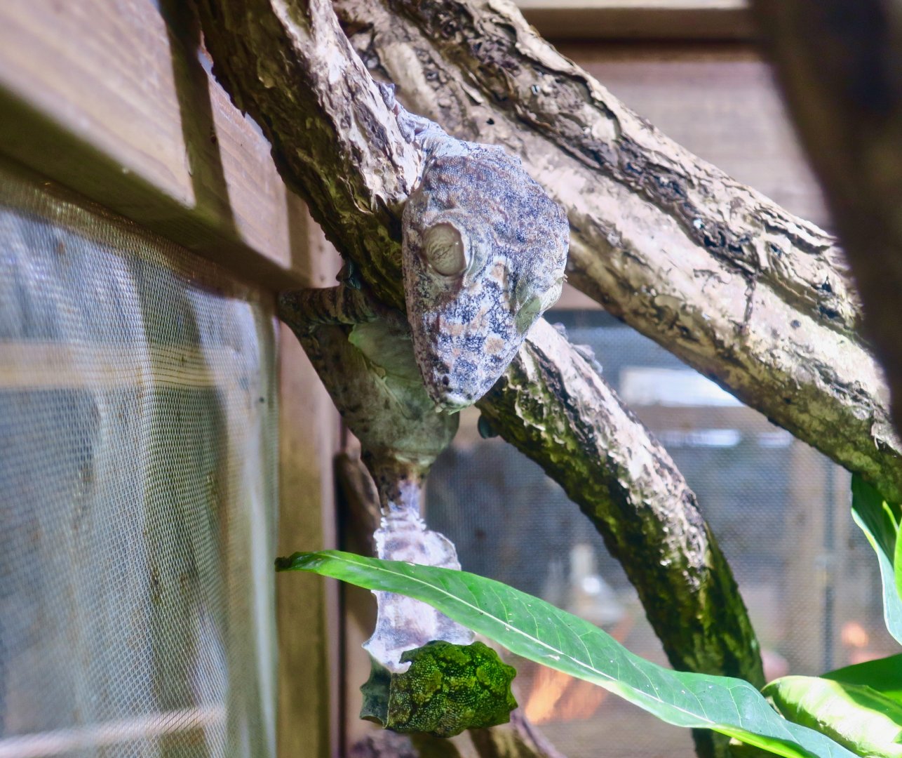 Giant Leaf-Tailed Gecko (Uroplatus giganteus)