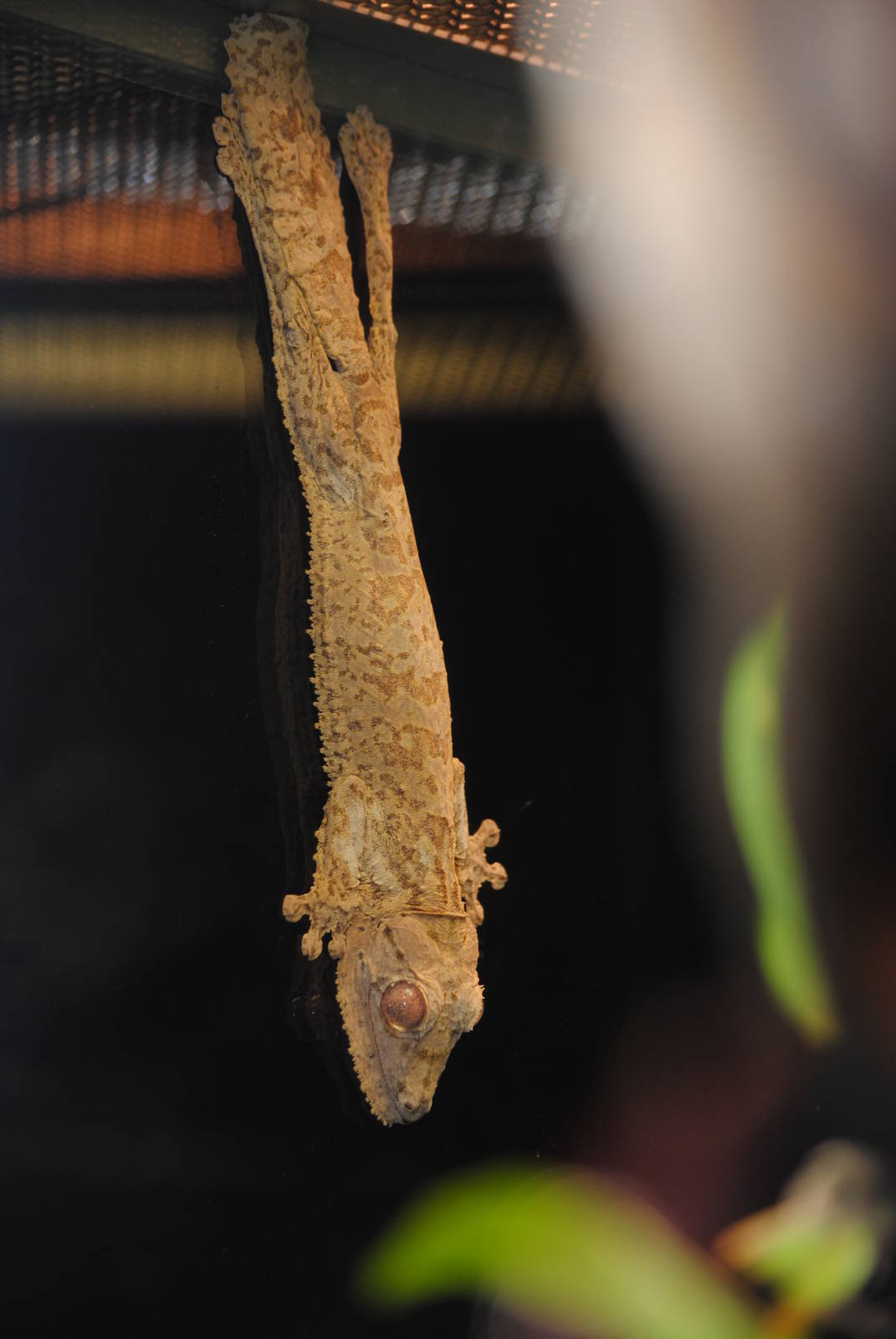Giant Leaf-tailed Gecko