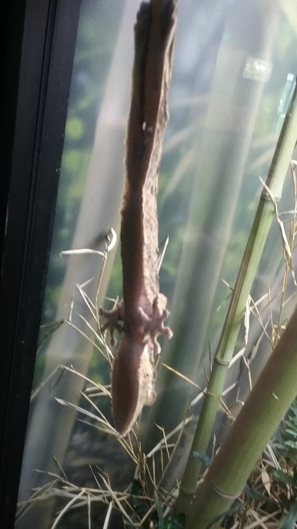 Giant Leaf-tailed Gecko