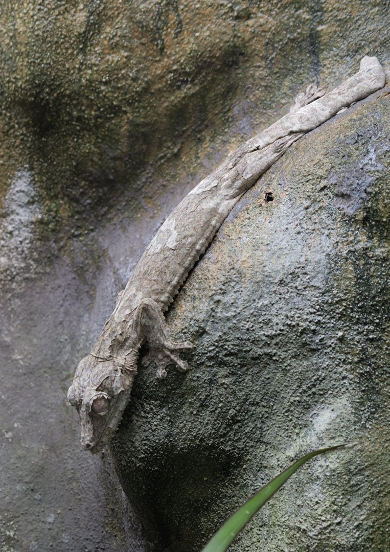 Giant leaf-tailed gecko