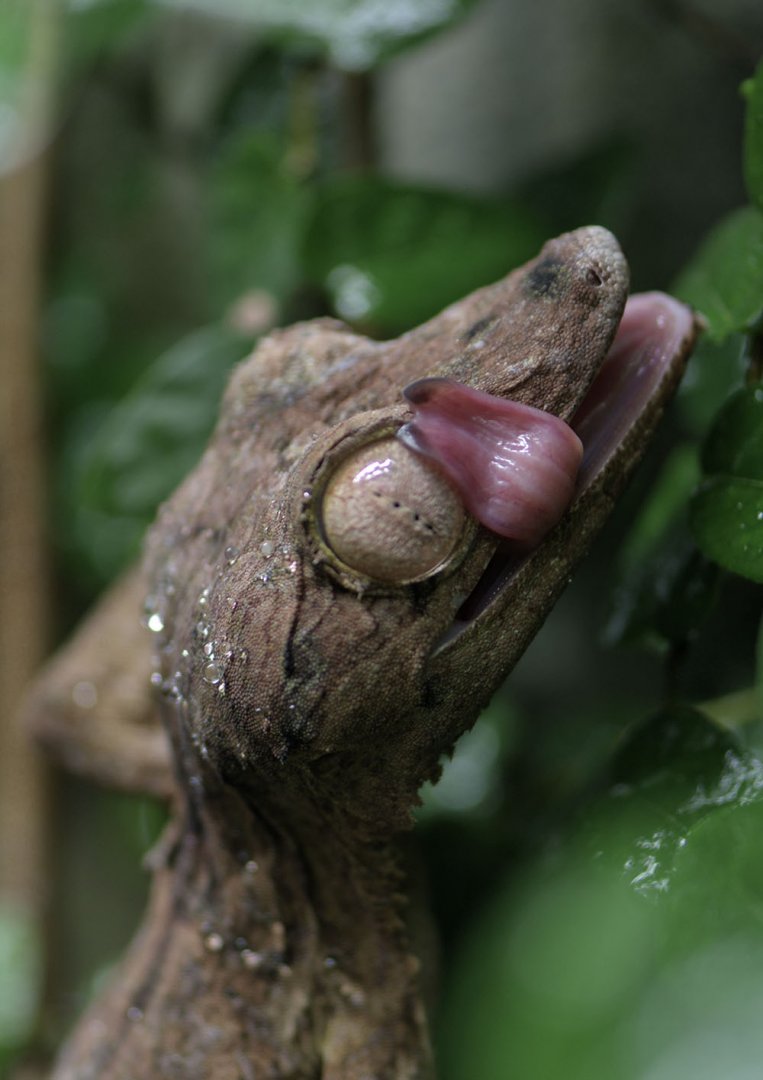Giant leaf-tailed gecko