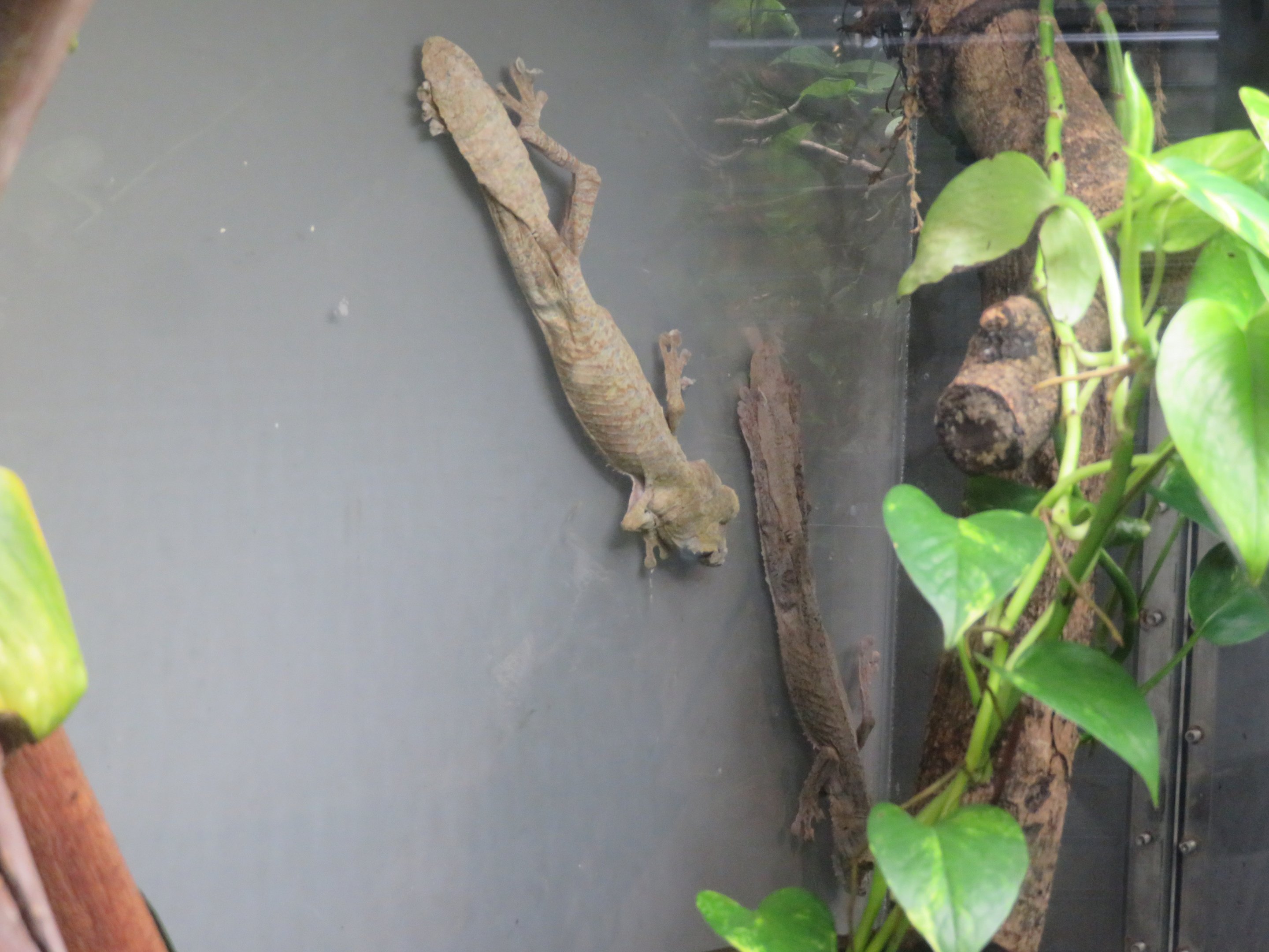 Giant Leaf-tailed Gecko