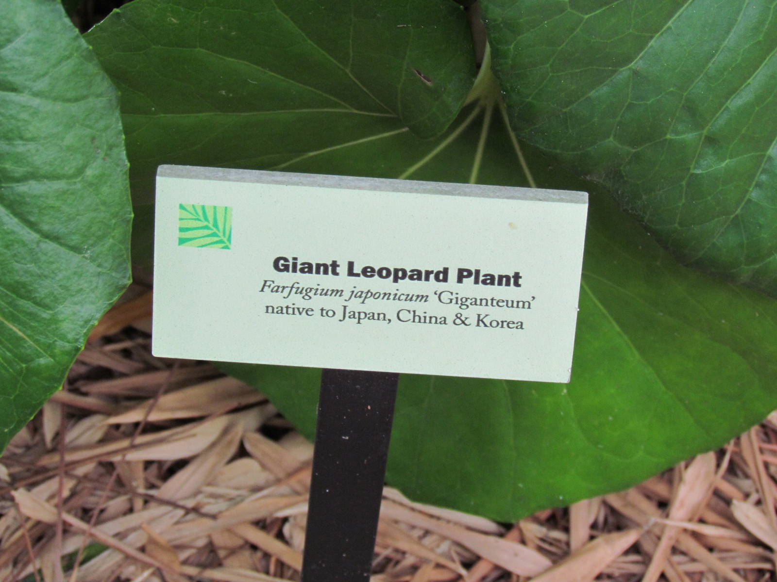 Giant Leopard Plant