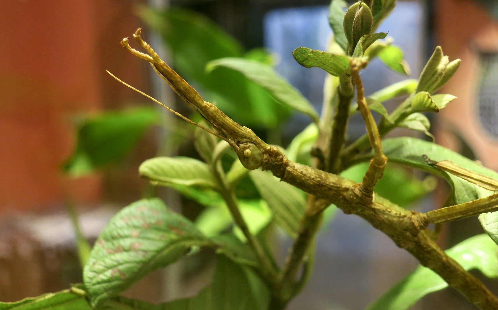 Giant Lime Green Stick Insect (Diapherodes gigantea) male - Taiwan Insectarium (台灣昆蟲館)