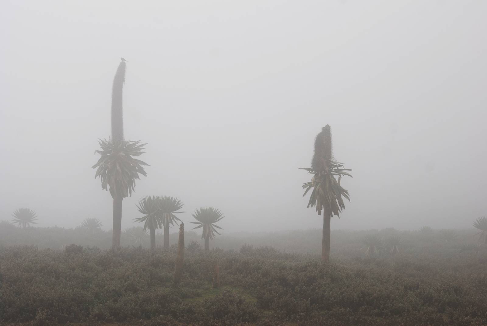 Giant Lobelias in Bale Mountains NP, 15/10/14