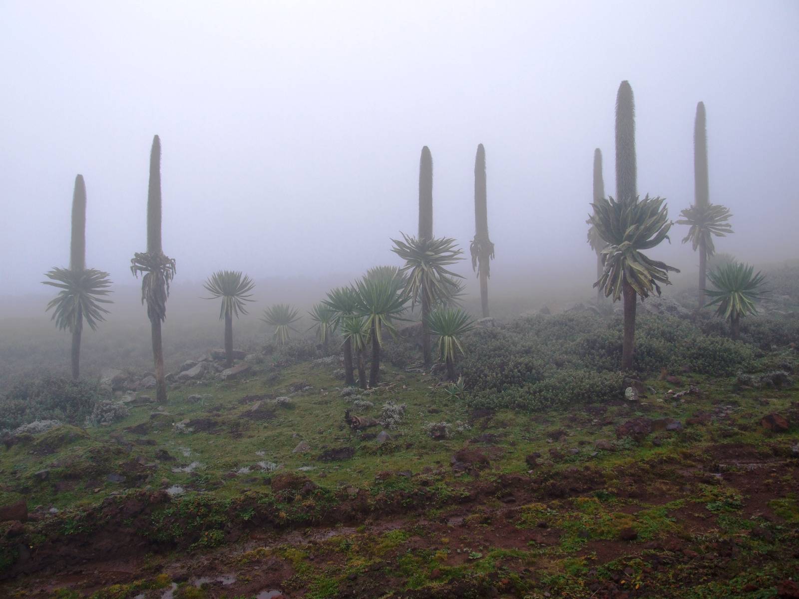 Giant Lobelias in Bale Mountains NP, 15/10/14