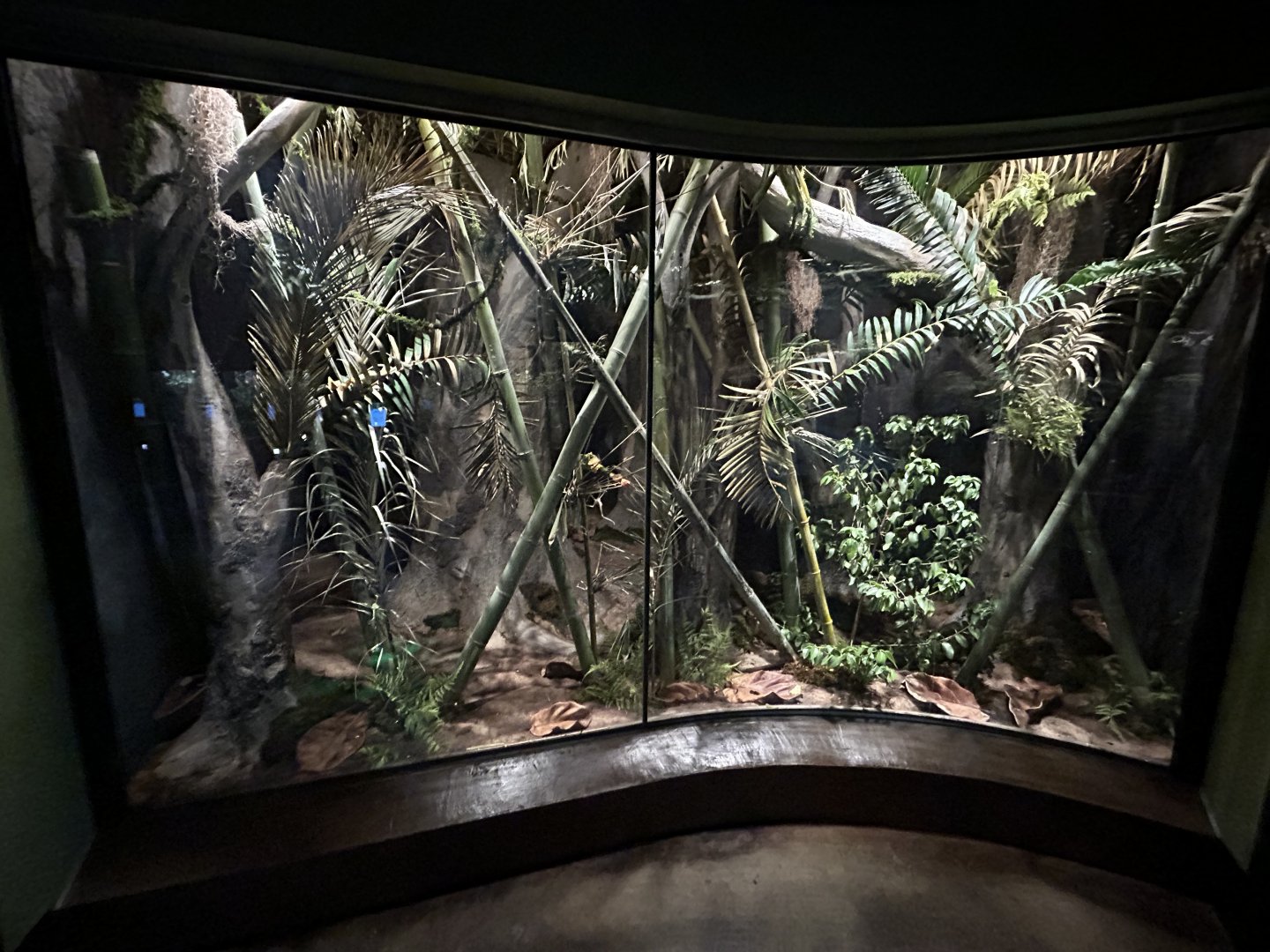 Giant Log-legged Katydid Exhibit - Wildlife Explorers Basecamp