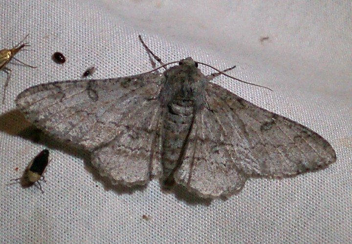 Giant Looper (Ascotis selenaria)