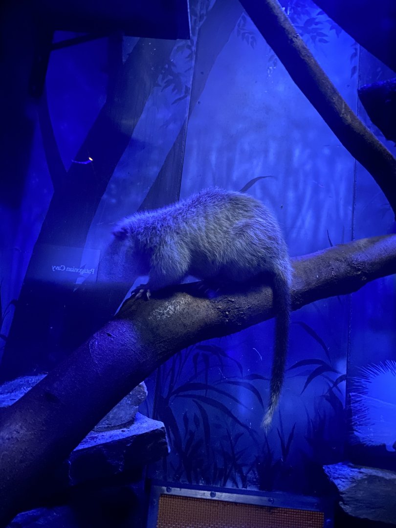 Giant Luzon Cloud Rat - Bronx Zoo