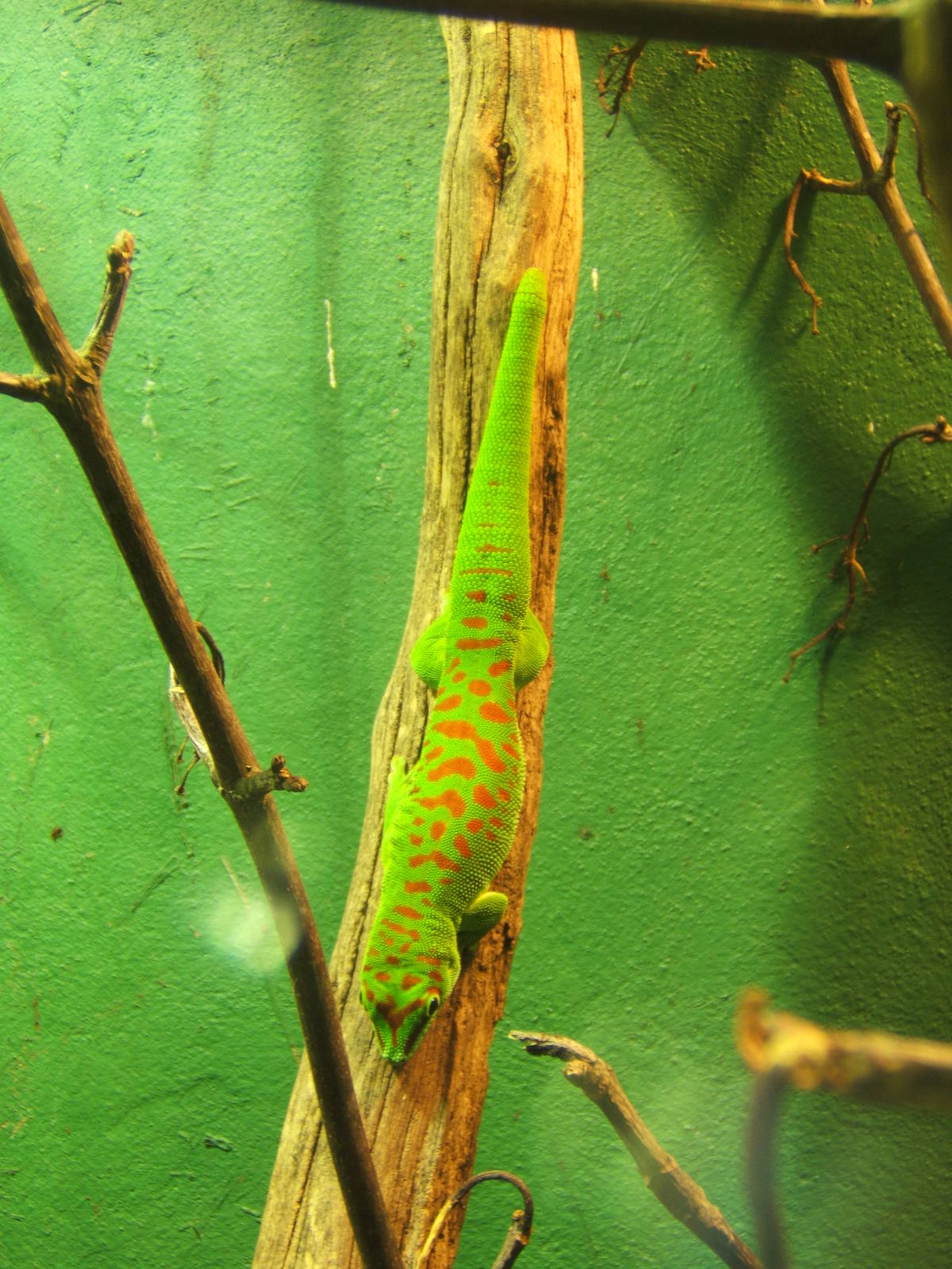 Giant Madagascan Day Gecko