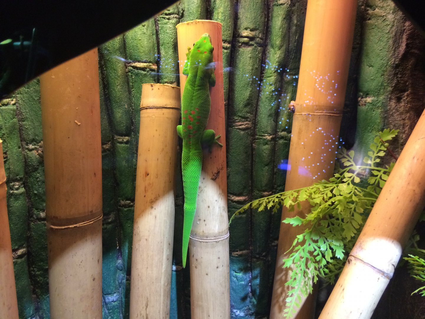 Giant Madagascan Day Gecko