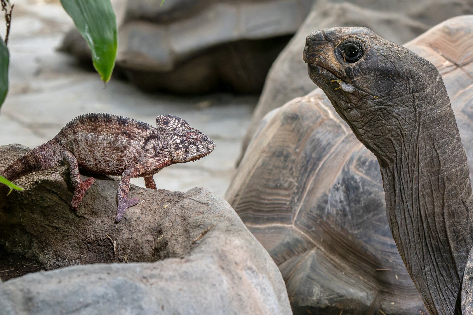 Giant Madagascar chameleon (Furcifer oustaleti) & Aldabra giant tortoise (Aldabrachelys gigantea gigantea)
