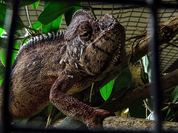 Giant Madagascar chameleon (Furcifer oustaleti)