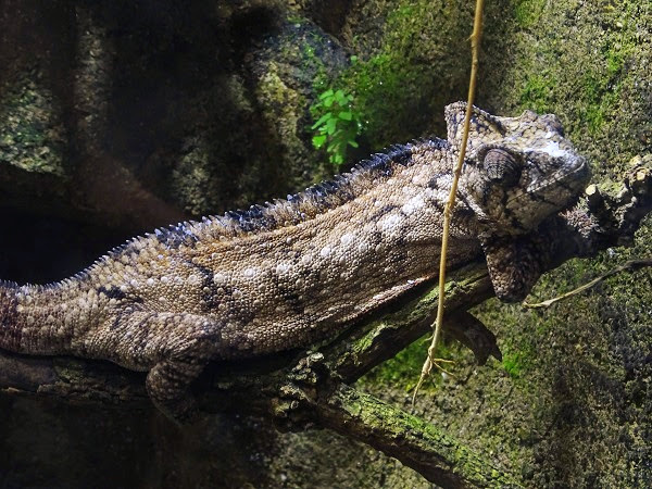 Giant Madagascar chameleon (Furcifer oustaleti)