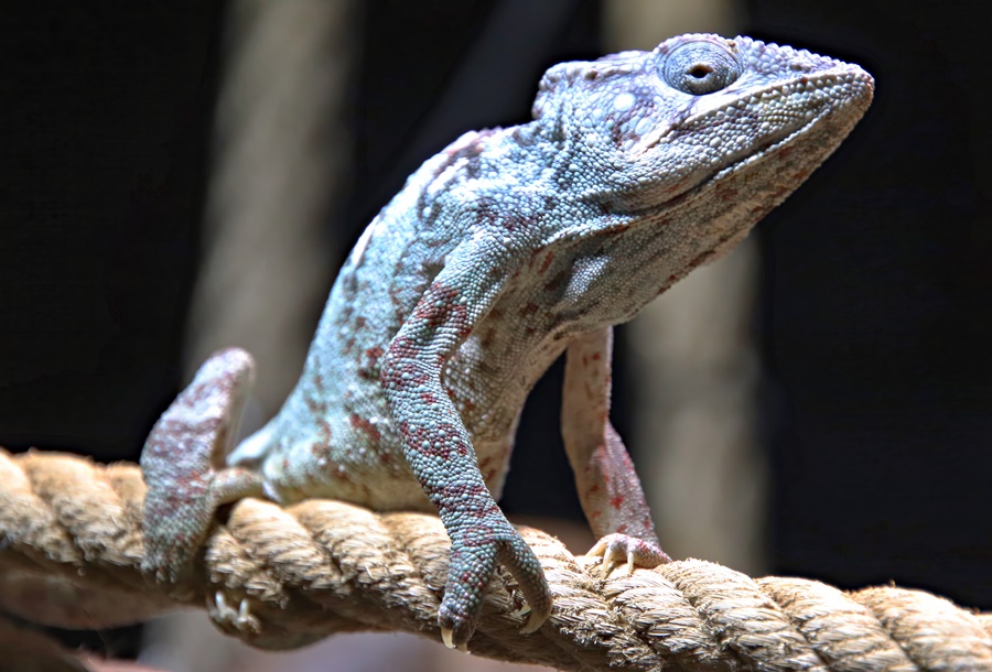 Giant Madagascar chameleon (Furcifer oustaleti)