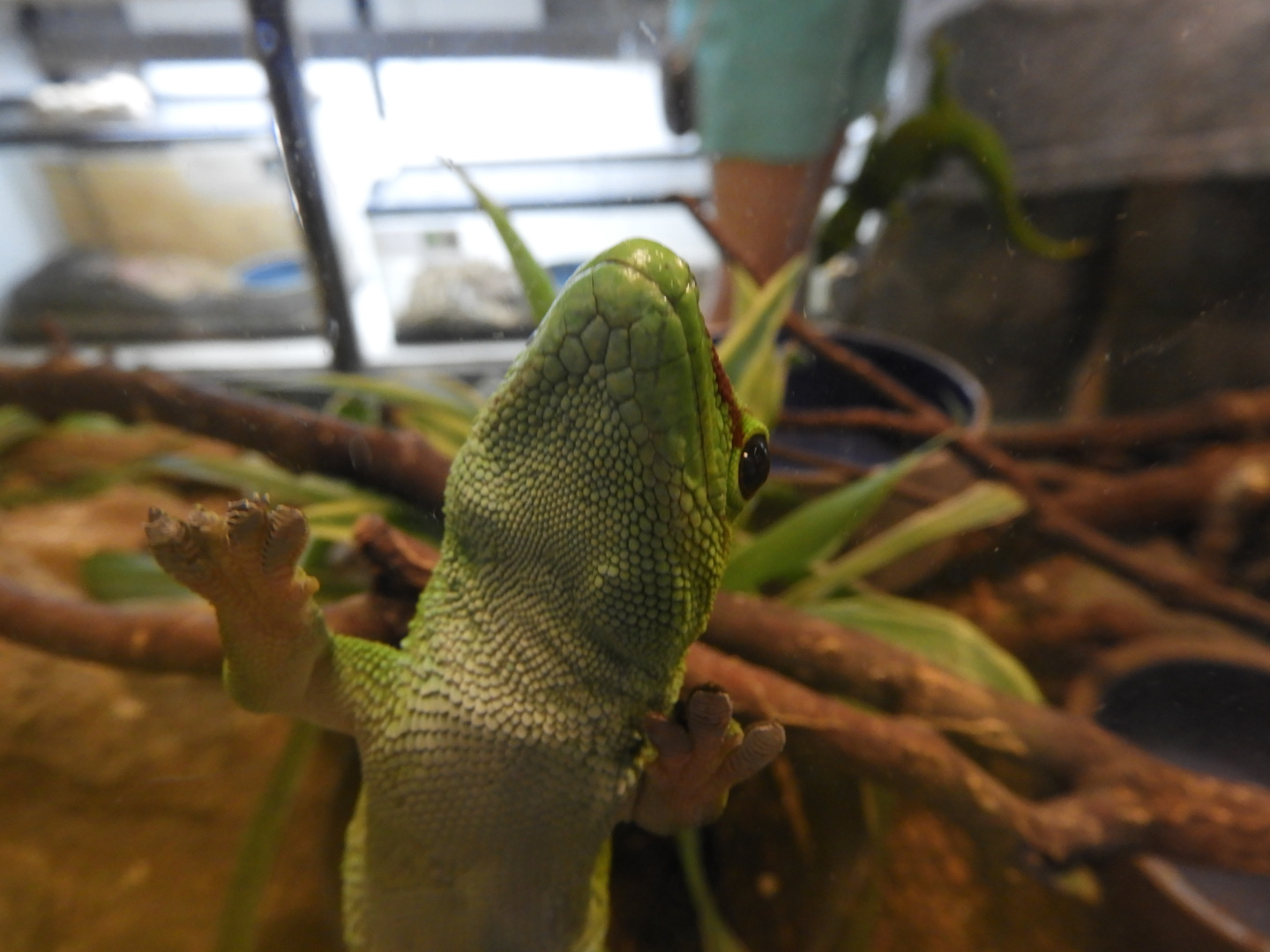 Giant Madagascar Day Gecko (Phelsuma grandis)