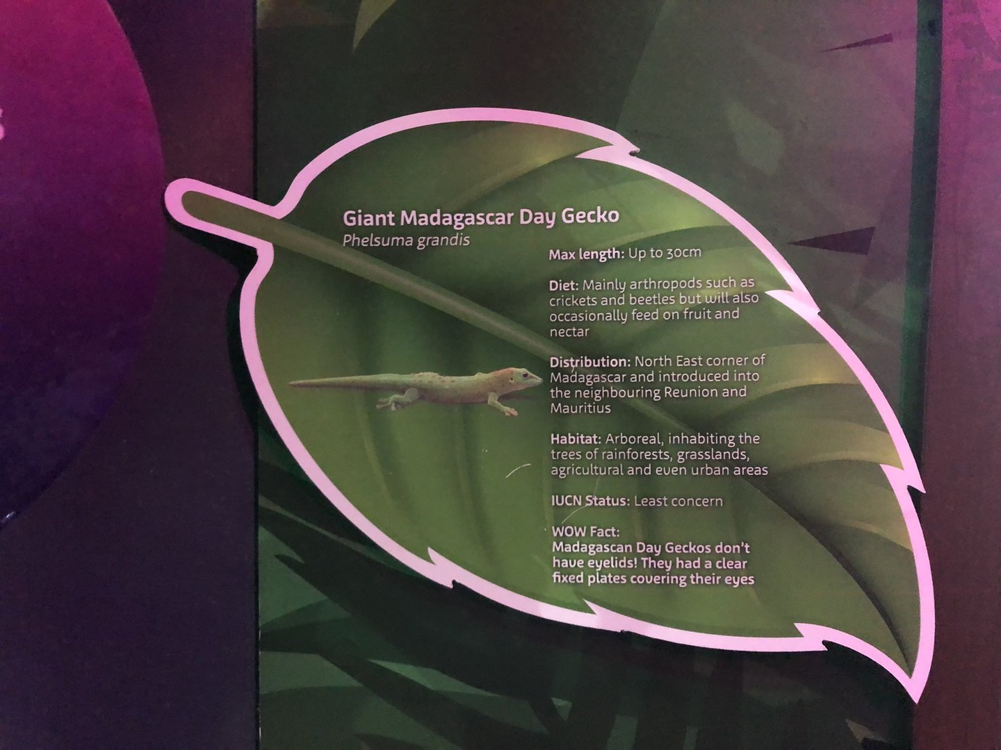 Giant Madagascar Day Gecko Signage at SEA LIFE Scarborough (September 2022)