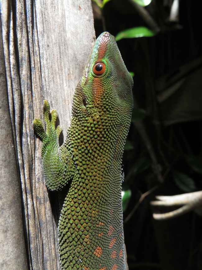 Giant madagascar day gecko