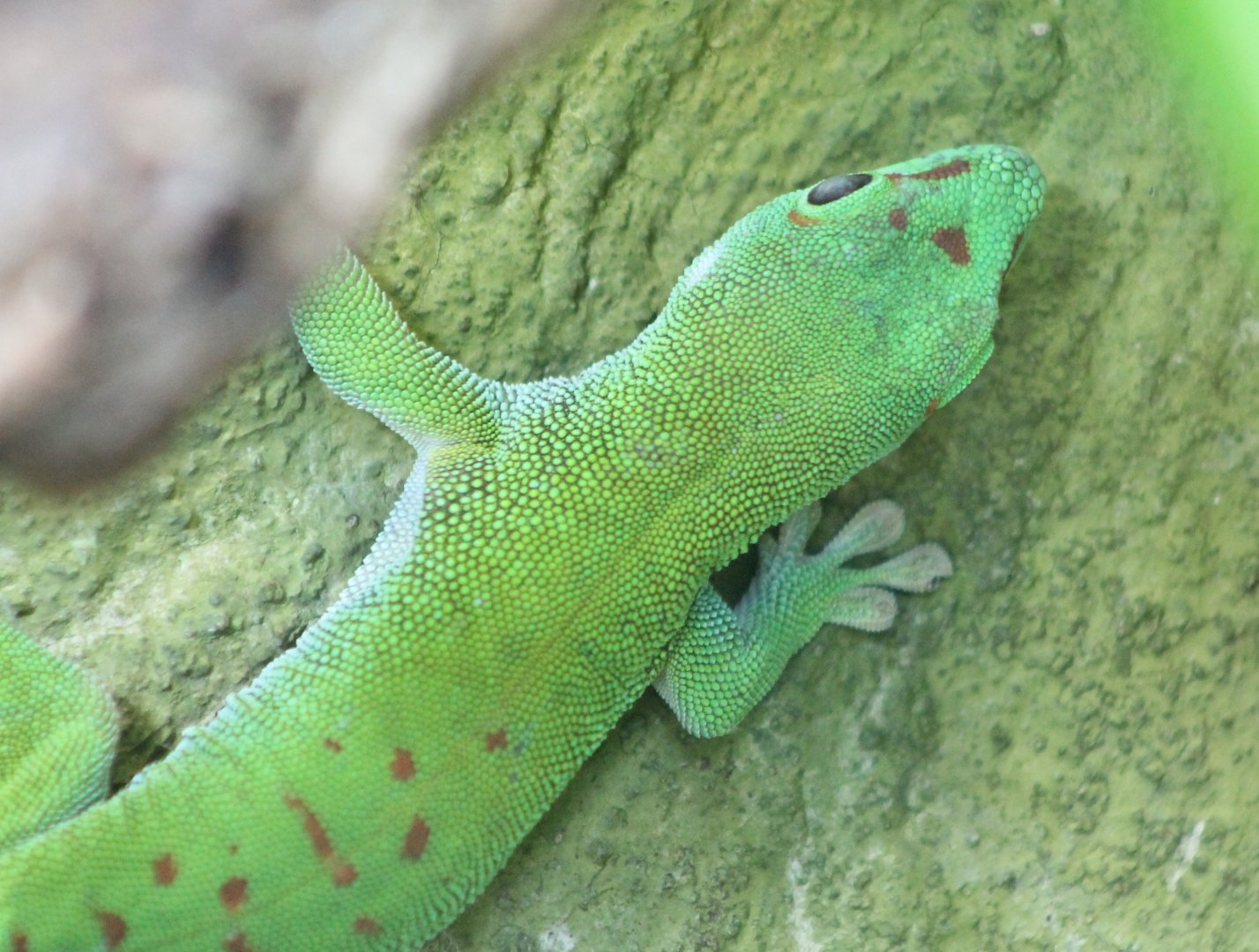 Giant madagascar day-gecko